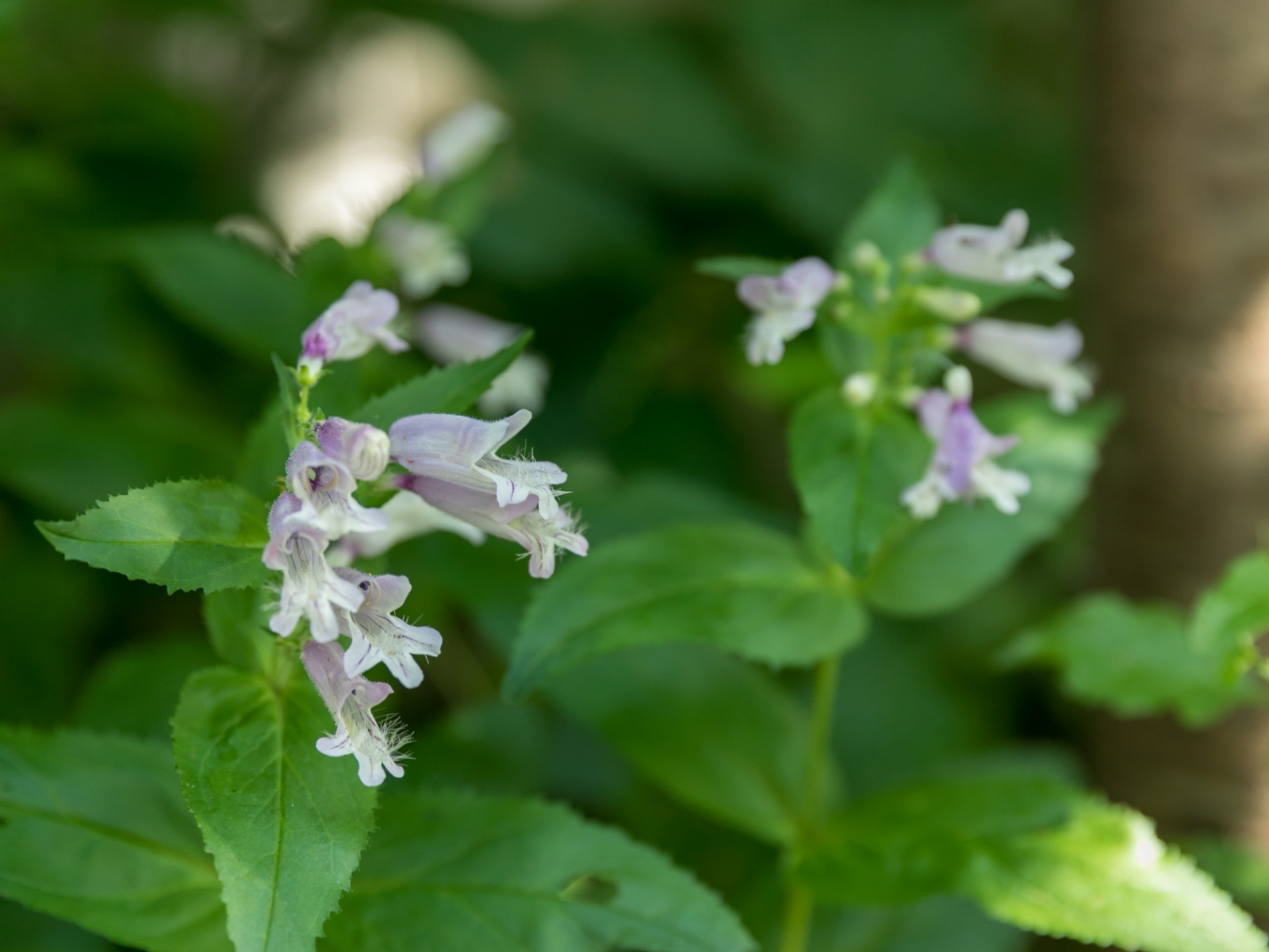 庭を彩る木々・草花